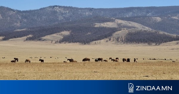 Малчдыг дээрэлхэж, мал яргалдаг бүлэг хулгайчийн гарыг нугалах хүн төвийн таван аймагт алга