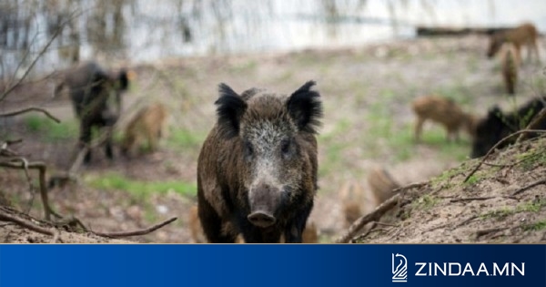 Агнуурын ан амьтан агнах, барихыг хориглосон хугацаа