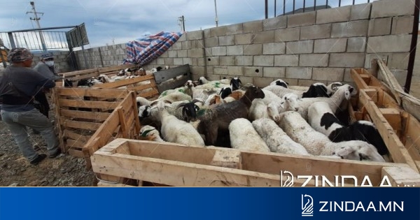 Сурвалжилга: тэвээрэг муутай ч зүүн аймгийн мал өндөр үнэтэй байна