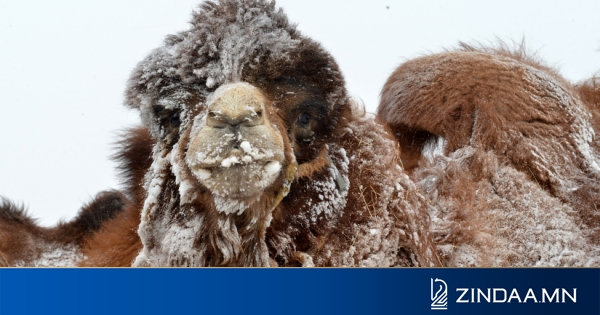ӨМНӨГОВЬ | 160.000 толгой тэмээ тоолуулж, хамгийн олон тэмээтэй аймаг ...